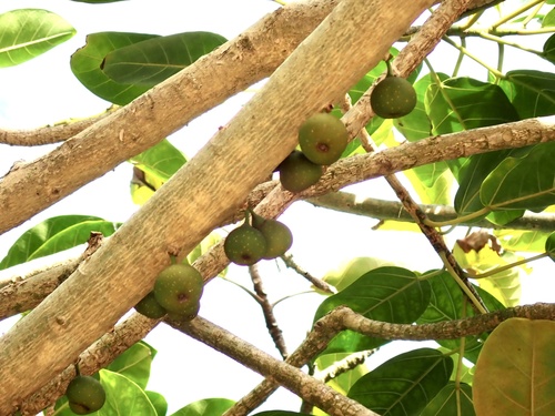 Ficus bubu, photograph 6