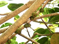 Ficus bubu, photograph author not stated, no rights reserved
