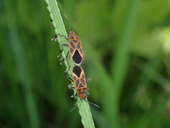 Graptostethus servus