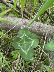 Trifolium pratense pratense