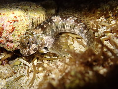 Streaked Blenny photo 4