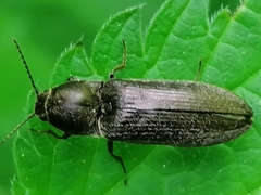 Cidnopus aeruginosus