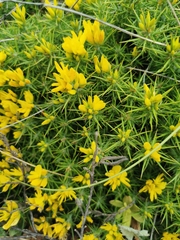 Ulex densus
