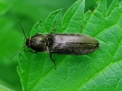 Cidnopus aeruginosus