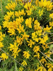 Ulex densus