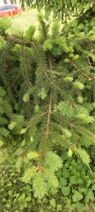 Picea orientalis