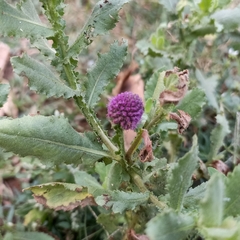 Sphaeranthus indicus