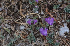 Astragalus legionensis