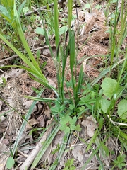 Carex pilosa