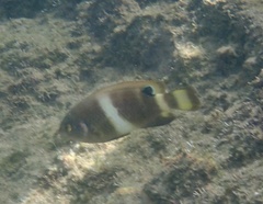 Chrysiptera brownriggii