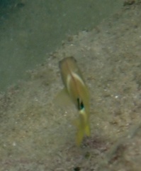 Chrysiptera brownriggii