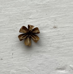 Angiospermae