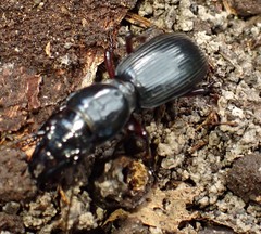 Broscinae