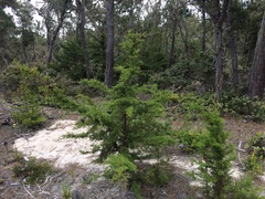 Cupressus goveniana