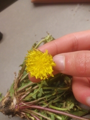 Taraxacum fulvum