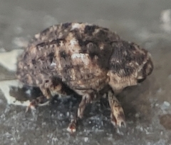 Cryptorhynchus fuscatus