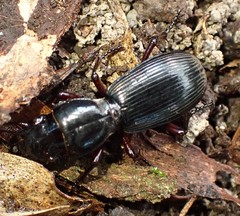 Broscinae