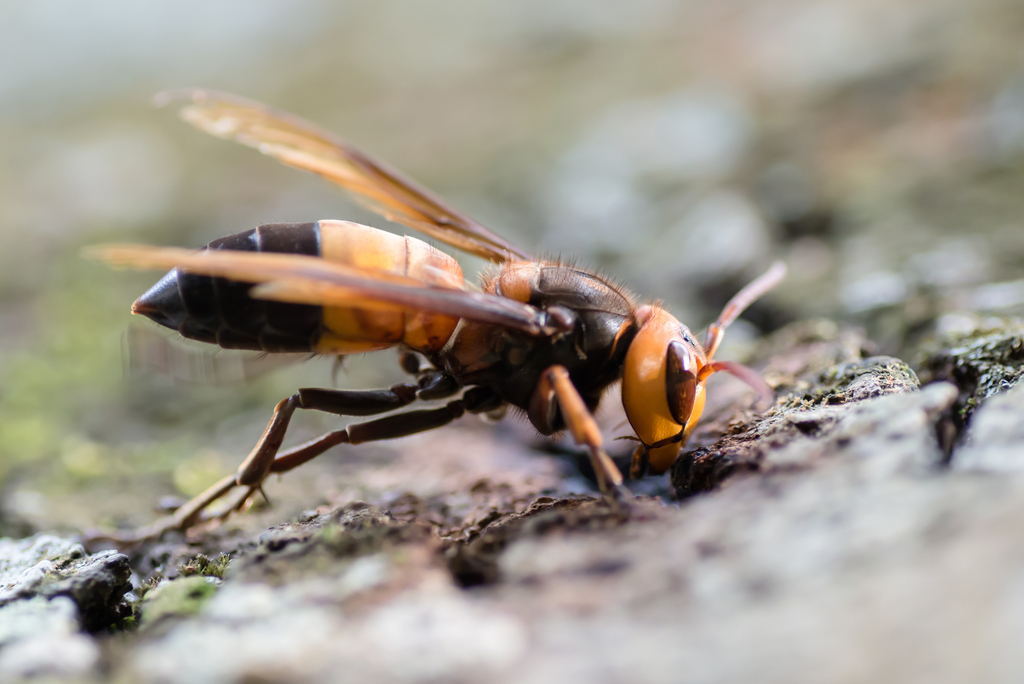 Southern Giant Hornet
