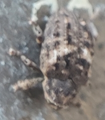 Cryptorhynchus fuscatus