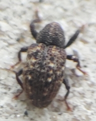 Apteromechus ferratus