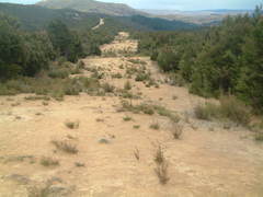 Wahlenbergia pygmaea pygmaea