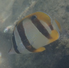 Chaetodon marleyi