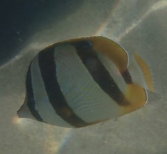 Chaetodon marleyi
