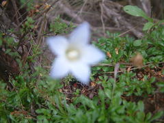 Wahlenbergia pygmaea pygmaea