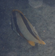 Chaetodon marleyi