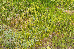 Diphasiastrum sitchense