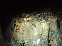 Heimiomyces velutipes