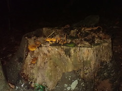 Heimiomyces velutipes