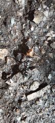 Myrmecia pilosula