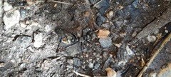 Myrmecia pilosula
