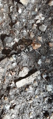Myrmecia pilosula