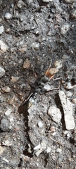 Myrmecia pilosula