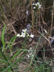 Arabidopsis halleri