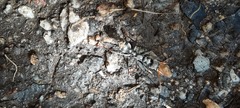 Myrmecia pilosula