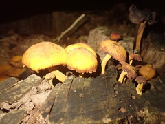 Heimiomyces velutipes