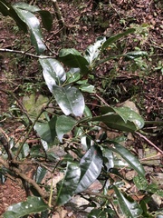 Wilkiea macrophylla