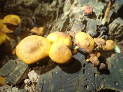 Heimiomyces velutipes
