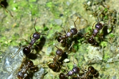 Pristomyrmex