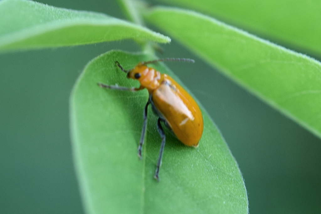 Aulacophora indica from Samgimyeon, Iksan, Jeollabukdo, South Korea