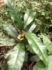 Eupomatia bennettii