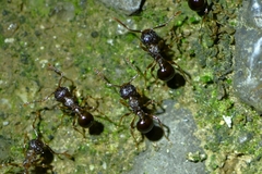 Pristomyrmex