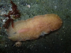 Eurylepta aurantiaca