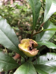 Eupomatia bennettii