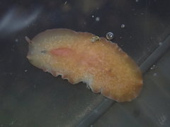 Eurylepta aurantiaca
