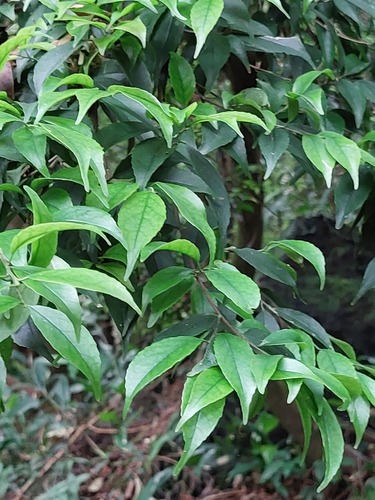 Symplocos sumuntia (Symplocos sumuntia)