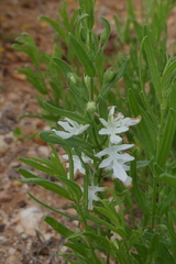 Teucrium integrifolium